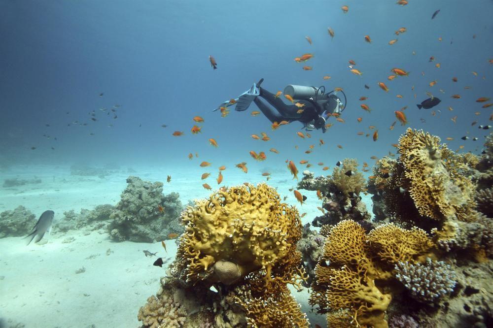 Sheraton Jeddah Hotel - Saudi Brothers Commercial Company Branch Экстерьер фото Scuba diving in the Red Sea